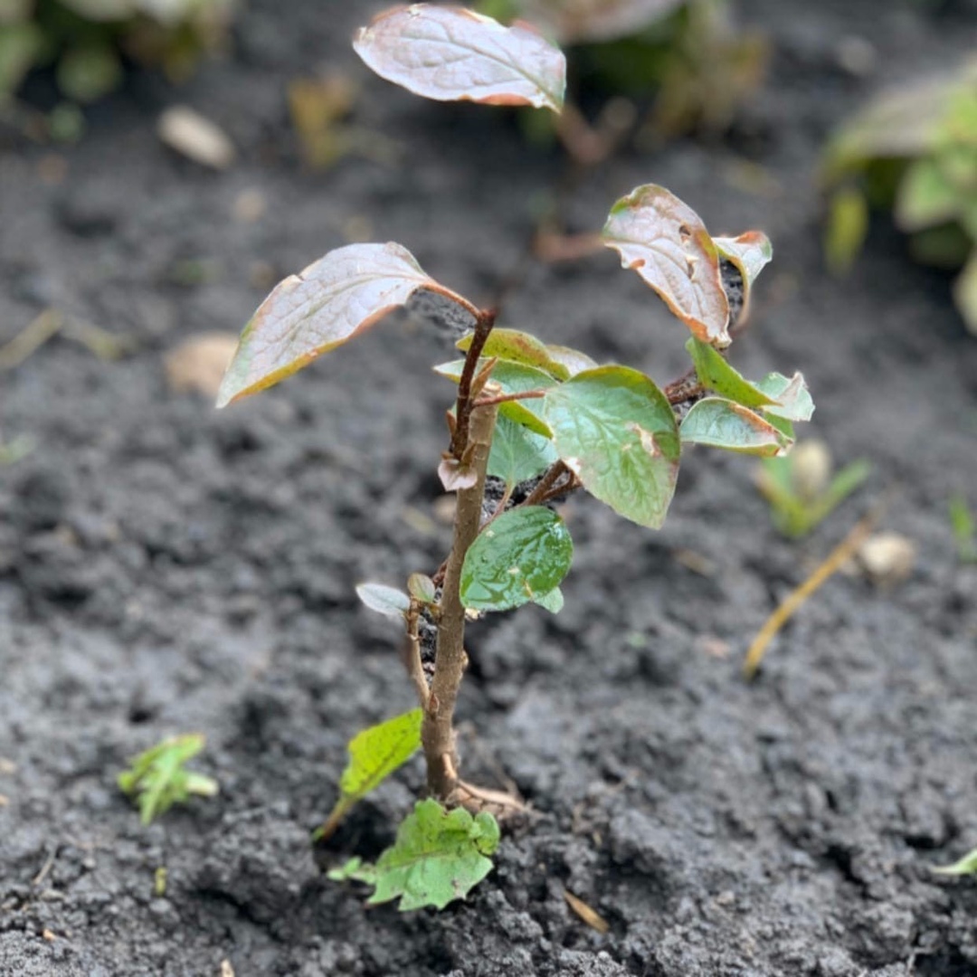 Всероссийская акция “Росток памяти”